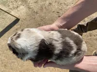 Sprinkles, a female Australian Shepherd for sale in Mantachie, MS – Photo 4 of 4