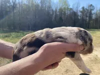 Sprinkles, a female Australian Shepherd for sale in Mantachie, MS – Photo 3 of 4