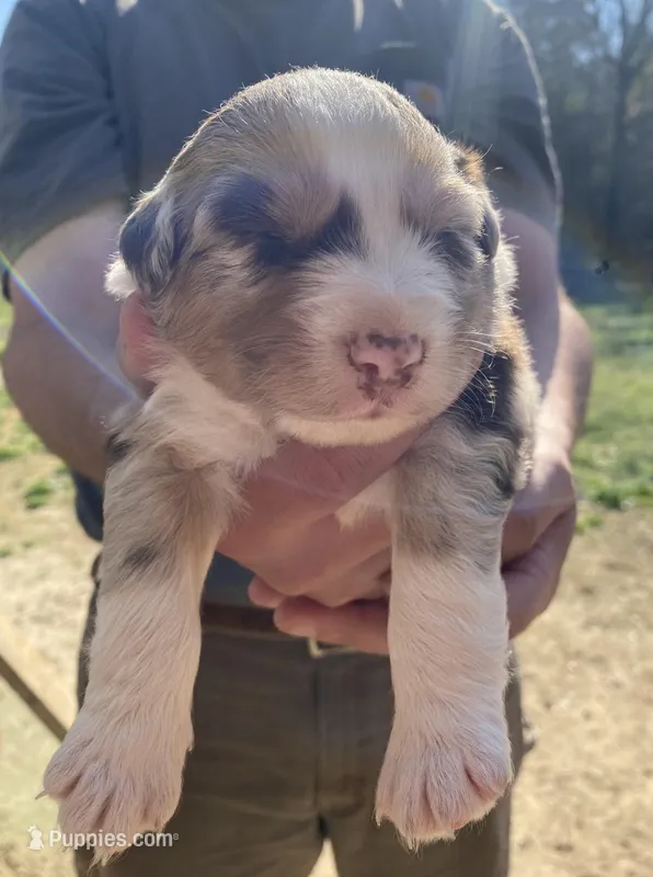Sprinkles – Australian Shepherd puppy for sale in Mantachie, MS
