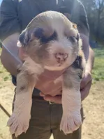 Sprinkles, a female Australian Shepherd for sale in Mantachie, MS – Photo 1 of 4