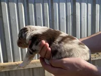 Sprinkles, a female Australian Shepherd for sale in Mantachie, MS – Photo 2 of 4