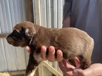 Iris, a female Australian Shepherd for sale in Mantachie, MS – Photo 2 of 4