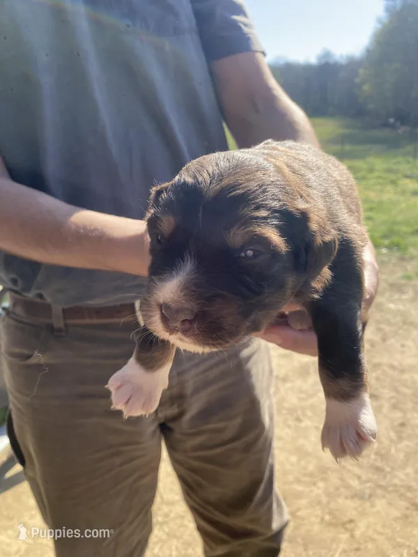 Iris – Australian Shepherd puppy for sale in Mantachie, MS