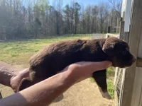 Iris, a female Australian Shepherd for sale in Mantachie, MS – Photo 3 of 4