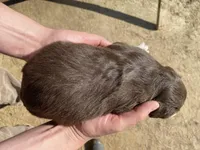 Iris, a female Australian Shepherd for sale in Mantachie, MS – Photo 4 of 4