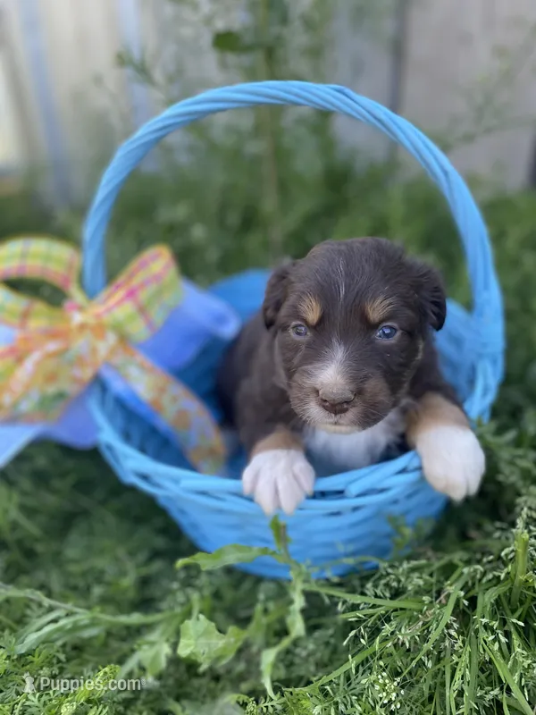 Iris – Australian Shepherd puppy for sale in Mantachie, MS