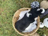 Forest, a male Australian Shepherd for sale in Mantachie, MS – 2 of 2