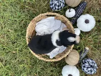Buck, a male Australian Shepherd for sale in Mantachie, MS – 2 of 2