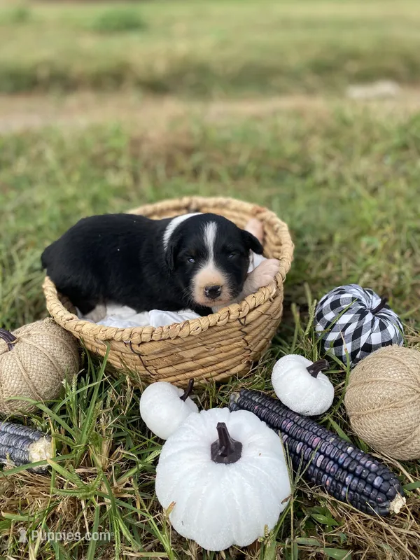 Autumn – Australian Shepherd puppy for sale in Mantachie, MS