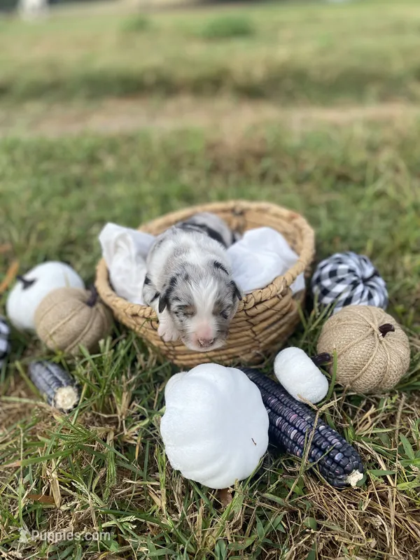Marigold – Australian Shepherd puppy for sale in Mantachie, MS