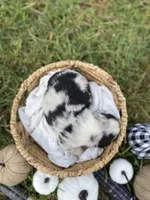 Opal, a female Australian Shepherd for sale in Mantachie, MS – 2 of 2