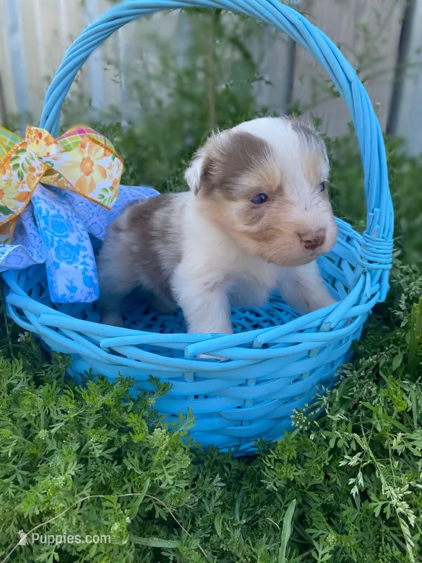 Little Red – Australian Shepherd puppy for sale in Mantachie, MS