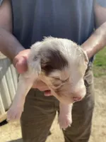 Little Red, a female Australian Shepherd for sale in Mantachie, MS – Photo 2 of 4