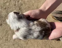 Little Red, a female Australian Shepherd for sale in Mantachie, MS – Photo 4 of 4
