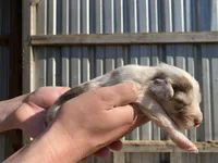 Little Red, a female Australian Shepherd for sale in Mantachie, MS – Photo 3 of 4