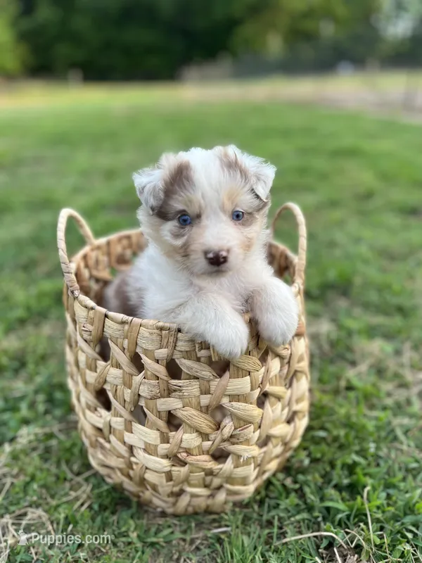 Little Red – Australian Shepherd puppy for sale in Mantachie, MS