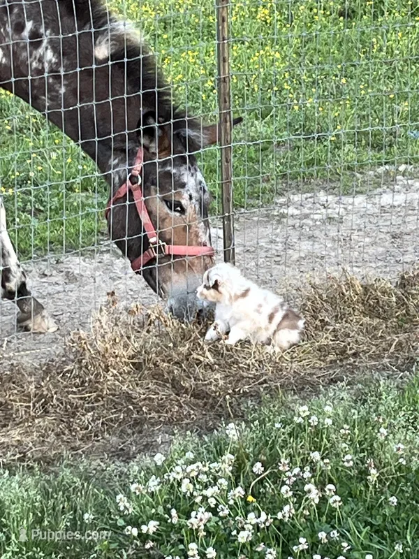 Little Red – Australian Shepherd puppy for sale in Mantachie, MS