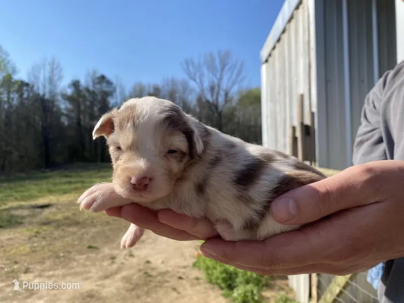 Little Red – Australian Shepherd puppy for sale in Mantachie, MS