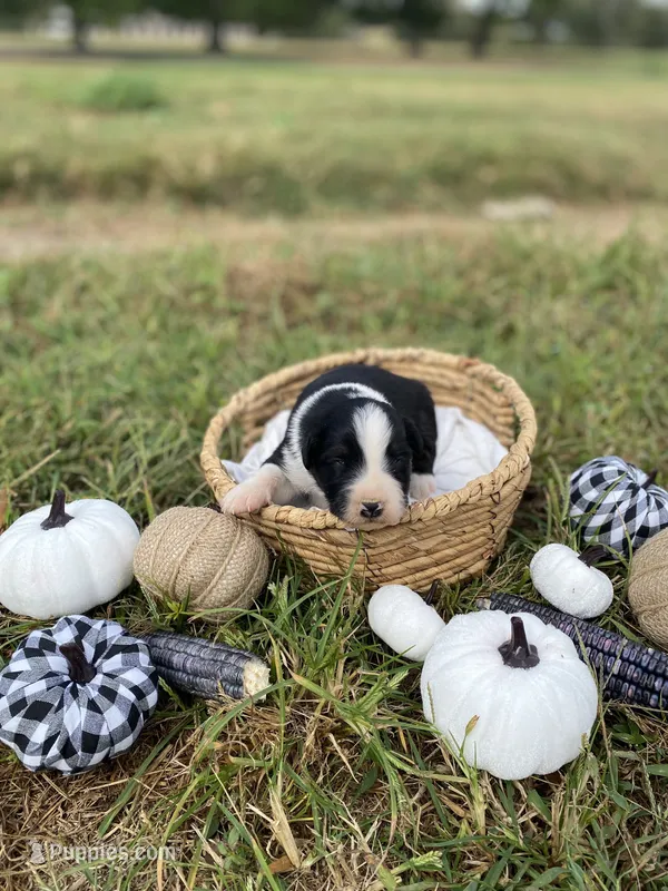 Buck – Australian Shepherd puppy for sale in Mantachie, MS