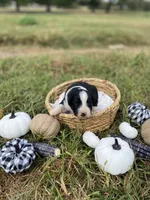 Buck, a male Australian Shepherd for sale in Mantachie, MS – 1 of 2