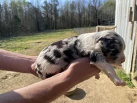 Clover, a female Australian Shepherd for sale in Mantachie, MS – Photo 3 of 4