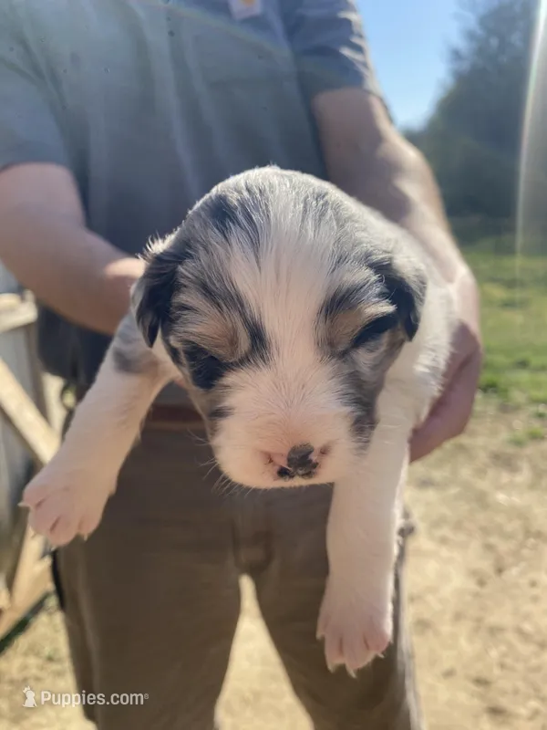 Clover – Australian Shepherd puppy for sale in Mantachie, MS
