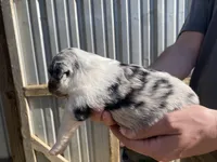 Clover, a female Australian Shepherd for sale in Mantachie, MS – Photo 2 of 4