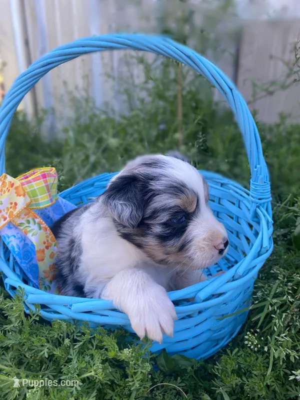 Clover – Australian Shepherd puppy for sale in Mantachie, MS