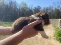 Sunny, a male Australian Shepherd for sale in Mantachie, MS – Photo 2 of 4