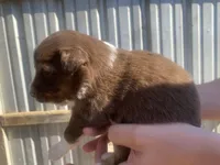 Sunny, a male Australian Shepherd for sale in Mantachie, MS – Photo 3 of 4