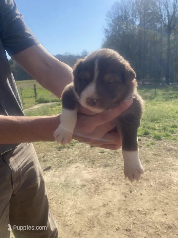 Sunny – Australian Shepherd puppy for sale in Mantachie, MS