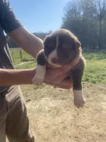 Sunny, a male Australian Shepherd for sale in Mantachie, MS – Photo 1 of 4