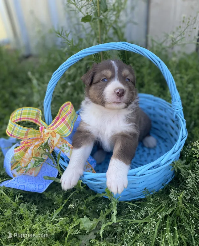 Sunny – Australian Shepherd puppy for sale in Mantachie, MS