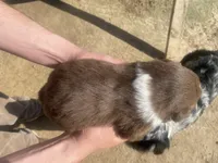 Sunny, a male Australian Shepherd for sale in Mantachie, MS – Photo 4 of 4