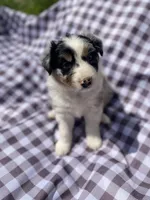 Fern, a female Australian Shepherd for sale in Mantachie, MS – Photo 2 of 6