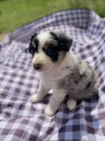 Fern, a female Australian Shepherd for sale in Mantachie, MS – Photo 4 of 6