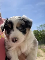 Fern, a female Australian Shepherd for sale in Mantachie, MS – Photo 1 of 6