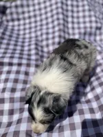 Fern, a female Australian Shepherd for sale in Mantachie, MS – Photo 3 of 6