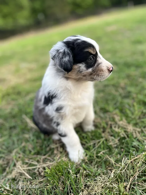 Fern – Australian Shepherd puppy for sale in Mantachie, MS