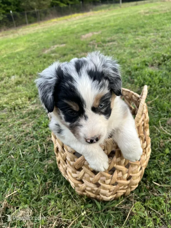 Fern – Australian Shepherd puppy for sale in Mantachie, MS