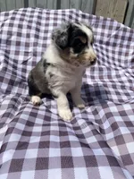 Fern, a female Australian Shepherd for sale in Mantachie, MS – Photo 6 of 6