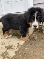 Jerry, a male Bernese Mountain Dog for sale in Paradise, PA – 4 of 10