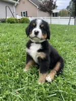 Silky, a female Bernese Mountain Dog for sale in Paradise, PA – 4 of 8
