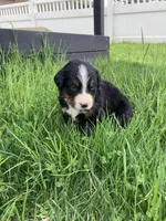 Ginger, a female Bernese Mountain Dog for sale in Paradise, PA – Photo 3 of 3