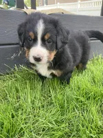 Ginger, a female Bernese Mountain Dog for sale in Paradise, PA – Photo 2 of 8