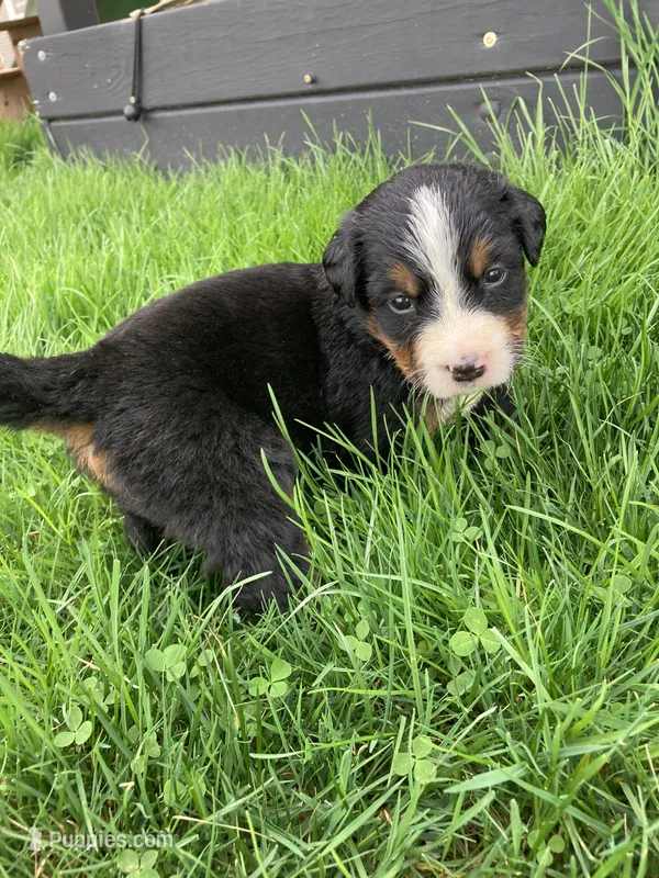 Ginger – Bernese Mountain Dog puppy for sale in Paradise, PA