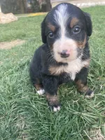 Ginger, a female Bernese Mountain Dog for sale in Paradise, PA – Photo 2 of 3
