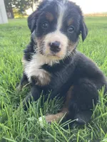 Ginger, a female Bernese Mountain Dog for sale in Paradise, PA – Photo 4 of 8