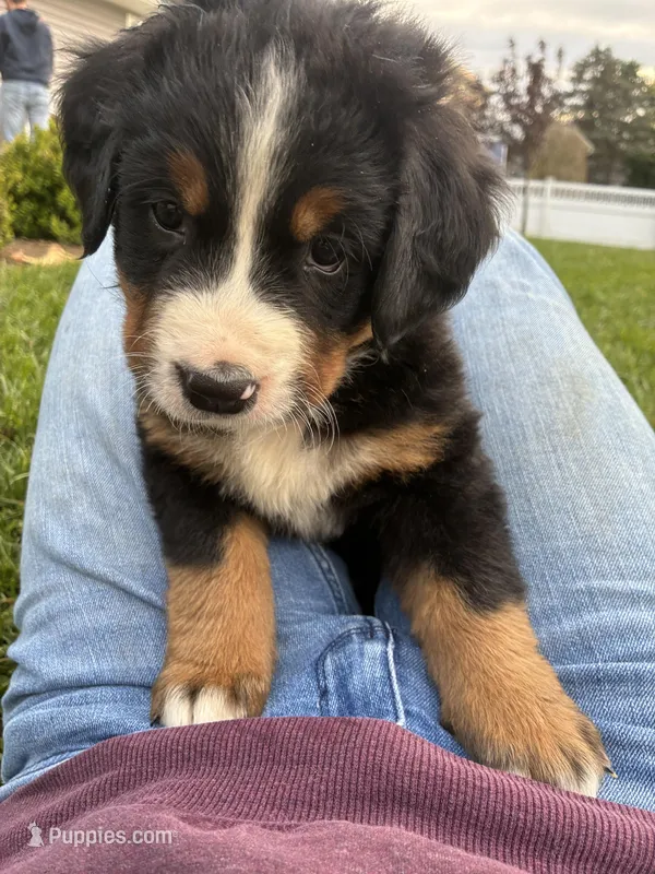 Ginger, a female Bernese Mountain Dog for sale in Paradise, PA – Photo 1 of 8