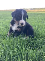 Ginger, a female Bernese Mountain Dog for sale in Paradise, PA – Photo 6 of 8